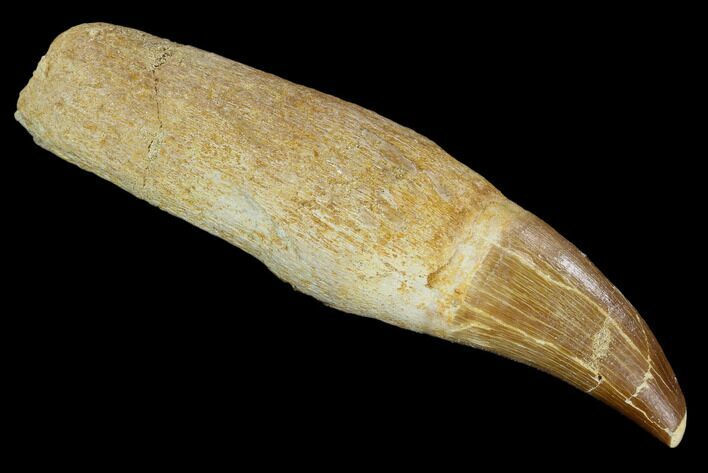 Fossil Rooted Mosasaur (Prognathodon) Tooth - Morocco #118367